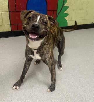 Pit Bull Terrier and Mixed Breed Dogs Available for Adoption in Indianapolis, Indiana - TIGGER | PetCurious
