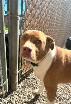 Buddy -  Mixed Breed Dog for Adoption in Grand Forks, North Dakota - Buddy | PetCurious