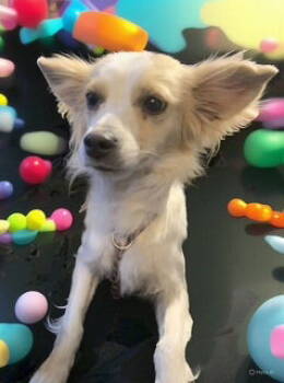 Rescue Chihuahua Dogs for Adoption in Aurora, Colorado - Milk #2 | PetCurious