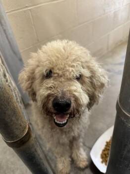 07304B Bruno -  Poodle and Mixed Breed Dog for Adoption in North Charleston, South Carolina - 07304B Bruno | PetCurious