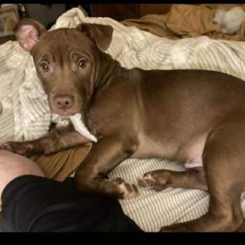 Duke -  Pit Bull Terrier and Chihuahua Dog for Adoption in Milan, Illinois - Duke | PetCurious