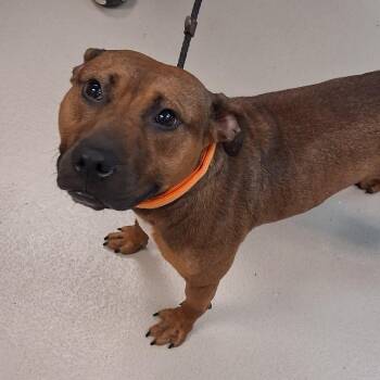 Markie -  Mixed Breed Dog for Adoption in Newark, New Jersey - Markie | PetCurious