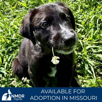 Trooper (MY26-121) -  Border Collie and Mixed Breed Dog for Adoption in Peyton, Colorado - Trooper (MY26-121) | PetCurious