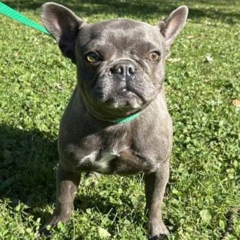 Cranberry -  French Bulldog Dog for Adoption in Cincinnati, Ohio - Cranberry | PetCurious