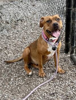 Reada -  Mixed Breed Dog for Adoption in Chamblee, Georgia - Reada | PetCurious