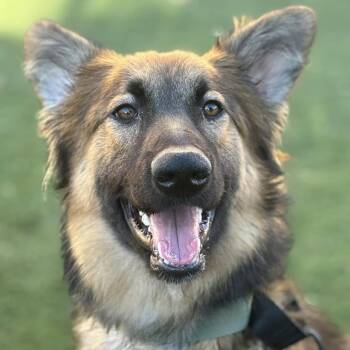 Rescue German Shepherd Dog Dogs for Adoption in Van Horne, Iowa - Eco | PetCurious