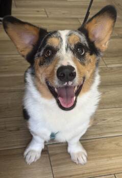 Cruise -  Corgi Dog for Adoption in Valrico, Florida - Cruise | PetCurious