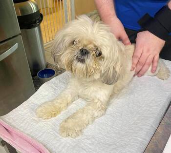 Carletta (NOT YET AVAILABLE) -  Shih Tzu Dog for Adoption in Benton, Louisiana - Carletta (NOT YET AVAILABLE) | PetCurious