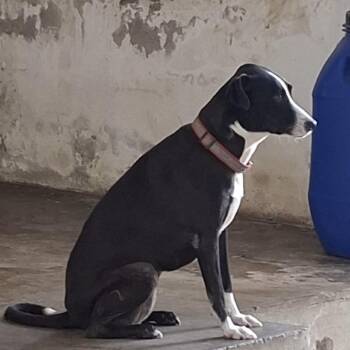 Shakira -  Mixed Breed Dog for Adoption in Englewood, Florida - Shakira | PetCurious