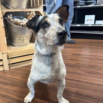 Bobo -  Jack Russell Terrier and Mixed Breed Dog for Adoption in Little Rock, Arkansas - Bobo | PetCurious