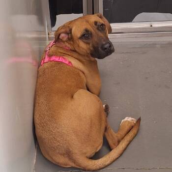 Rescue Mixed Breed Dogs for Adoption in Auburn, Alabama - Mara Jade | PetCurious