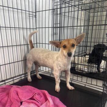 Rocky -  Jack Russell Terrier Dog for Adoption in Loxahatchee Groves, Florida - Rocky | PetCurious