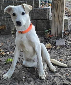 Rescue Labrador Retriever Dogs for Adoption in Grand Rapids, Michigan - Blizzard | PetCurious