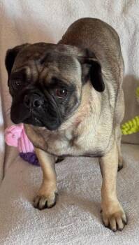 Nacho -  Pug Dog for Adoption in San Tan Valley, Arizona - Nacho | PetCurious
