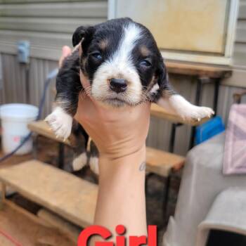 Australian Shepherd and Australian Cattle Dog Blue Heeler Dogs Available for Adoption in Marshall, Texas - Annie | PetCurious