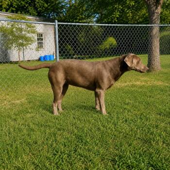 Jan -  Weimaraner and Mixed Breed Dog for Adoption in Erie, Pennsylvania - Jan | PetCurious
