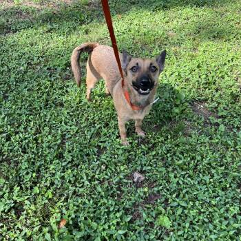 Rescue Chihuahua Dogs for Adoption in York, South Carolina - Randy | PetCurious