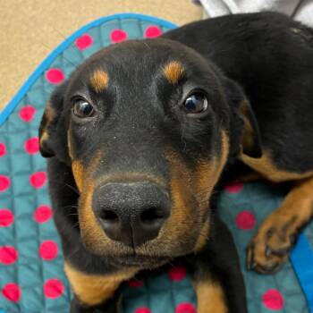 Rottweiler Dogs Available for Adoption in Corpus Christi, Texas - Kane | PetCurious