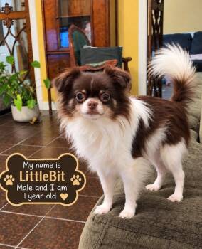 Little Bit -  Pomeranian and Chihuahua Dog for Adoption in Cedarburg, Wisconsin - Little Bit | PetCurious
