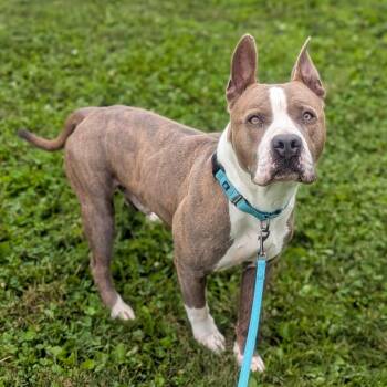 Bubba -  Pit Bull Terrier Dog for Adoption in Prairie Du Chien, Wisconsin - Bubba | PetCurious