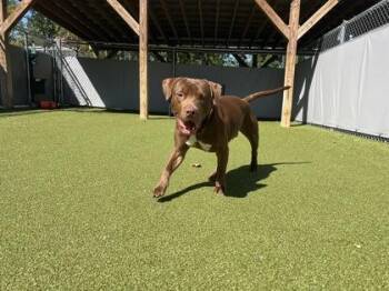 Kane (bonded with Chase) -  Pit Bull Terrier and Mixed Breed Dog for Adoption in Fishers, Indiana - Kane (bonded With Chase) | PetCurious