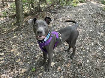 Mixed Breed and Labrador Retriever Dogs Available for Adoption - Stitch | PetCurious