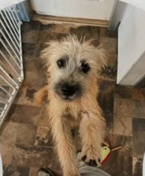 Winnie -  Schnauzer Dog for Adoption in Centralia, Illinois - Winnie | PetCurious