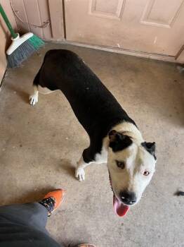 NICO -  American Staffordshire Terrier Dog for Adoption in San Antonio, Texas - NICO | PetCurious
