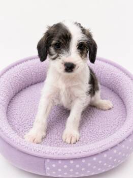 Miniature Poodle and Terrier Dogs Available for Adoption in Corona, California - Solenne | PetCurious