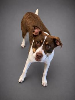 Milo -  Australian Shepherd and Mixed Breed Dog for Adoption in Bowling Green, Kentucky - Milo | PetCurious