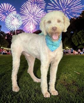 Curly Joe -  Goldendoodle Dog for Adoption in South Bend, Indiana - Curly Joe | PetCurious