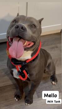 American Staffordshire Terrier Dogs Available for Adoption - Mello Aka Tank | PetCurious