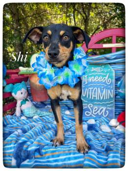Miniature Pinscher Dogs Available for Adoption in Sebring, Florida - Shi | PetCurious