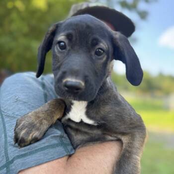 ALPHARETTA - Samira -  Mixed Breed Dog for Adoption in Blairsville, Georgia - ALPHARETTA - Samira | PetCurious