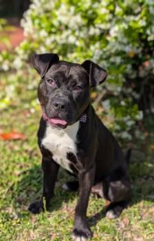 Pit Bull Terrier Dogs Available for Adoption in Gulfport, Mississippi - Rocky | PetCurious