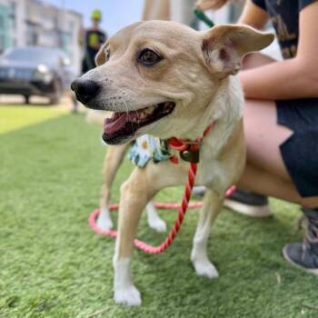Chihuahua Dogs Available for Adoption in Los Angeles, California - Calma | PetCurious