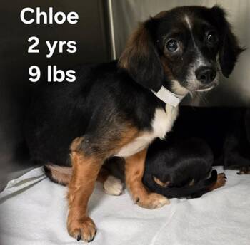 Dachshund Dogs Available for Adoption in Lexington, Kentucky - Cleo | PetCurious