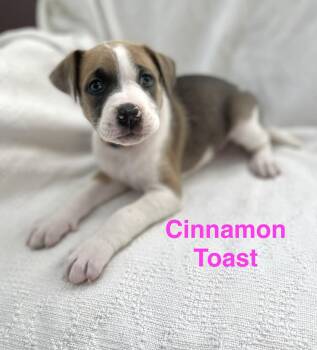 Jack Russell Terrier and Great Dane Dogs Available for Adoption in Madisonville, Louisiana - CINNAMON TOAST | PetCurious