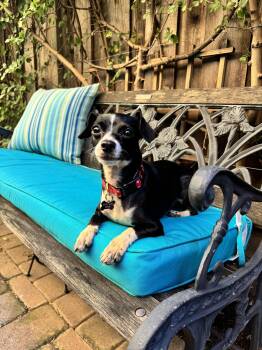 Wendy -  Chihuahua and Italian Greyhound Dog for Adoption in Santa Clara, California - Wendy | PetCurious