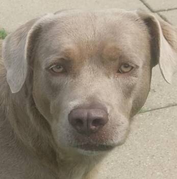 BAILEY -  Labrador Retriever Dog for Adoption in Louisville, Ohio - BAILEY | PetCurious