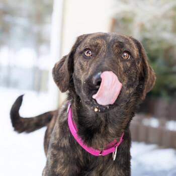 Hound and Mixed Breed Dogs Available for Adoption in Belleville, Illinois - Chewie | PetCurious