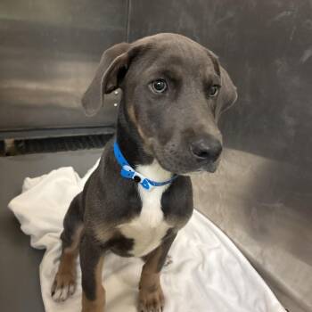 Hendrix -  Mixed Breed Dog for Adoption in Memphis, Tennessee - Hendrix | PetCurious