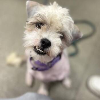Mixed Breed Dogs Available for Adoption in Janesville, Wisconsin - Olaf | PetCurious