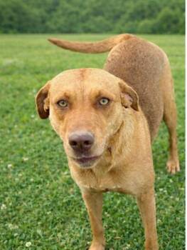 Labrador Retriever Dogs Available for Adoption - Aphrodite | PetCurious