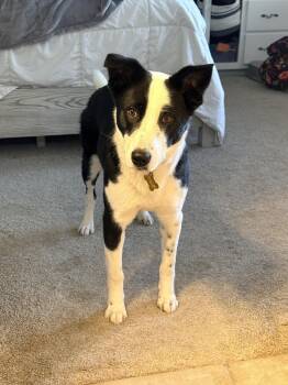Border Collie Dogs Available for Adoption in Salt Lake City, Utah - Samira | PetCurious