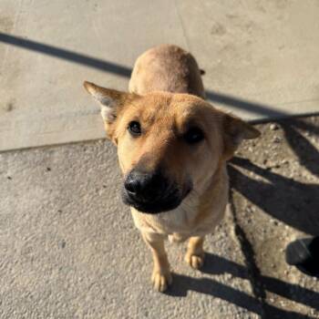 Mixed Breed Dogs Available for Adoption in Moab, Utah - Bella | PetCurious