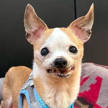 Aquamarine 14251 -  Chihuahua Dog for Adoption in San Francisco, California - Aquamarine 14251 | PetCurious