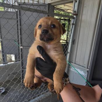 Glitz -  Mixed Breed Dog for Adoption in New York, New York - Glitz | PetCurious