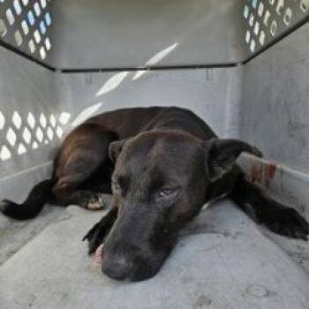 Mixed Breed Dogs Available for Adoption - Maverick | PetCurious