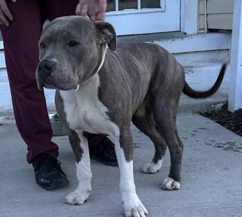 American Staffordshire Terrier Dogs Available for Adoption - Honey  | PetCurious